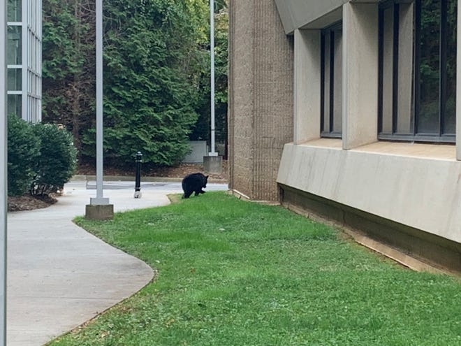 On October 19, 2023, a bear cub was spotted in downtown Asheville.